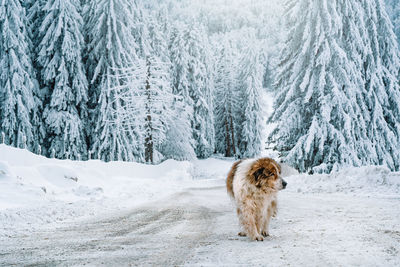 Shepherd dog on snow covered forest road in the mountains in winter