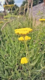 Close-up of flowers blooming in field