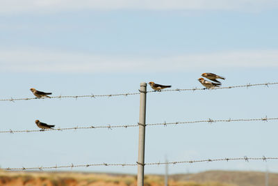 Low angle view of birds perching on fence against sky