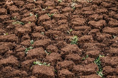 High angle view of vegetables on field