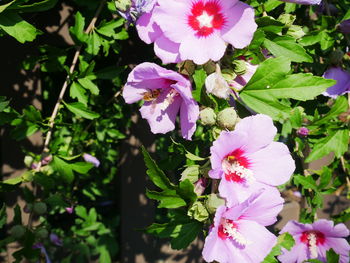 Close-up of pink cherry blossoms