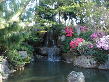 Scenic view of waterfall by trees