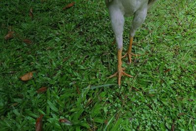 High angle view of dog on grass