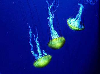 Jellyfish swimming in sea