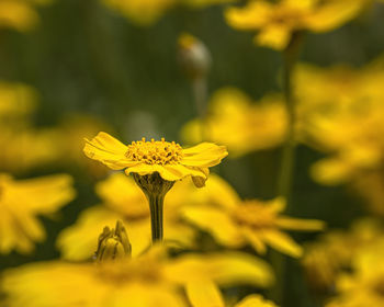 Close-up of yellow flowering plant on field