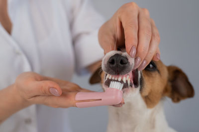 Midsection of person holding dog