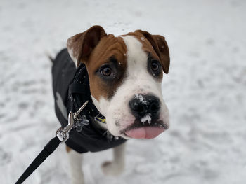 Close-up portrait of dog looking at camera