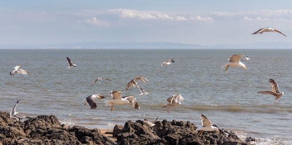 Flock of seagulls on beach