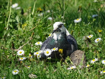 Close-up of bird perching on field