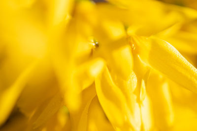 Close-up of yellow flowering plant