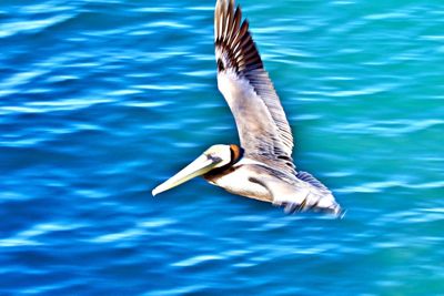 Seagull flying over lake