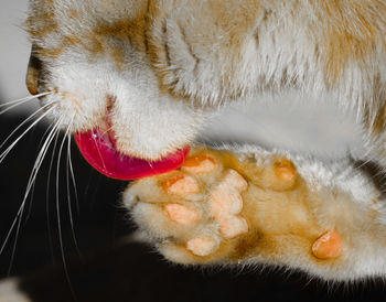 Close-up of a cat sleeping