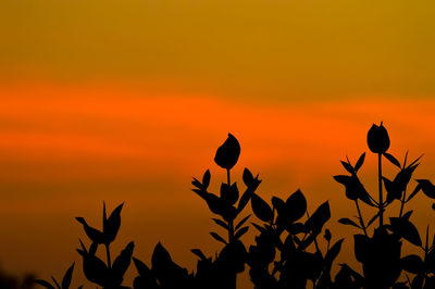 Close-up of silhouette plants against orange sky