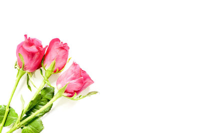 Close-up of pink flowers