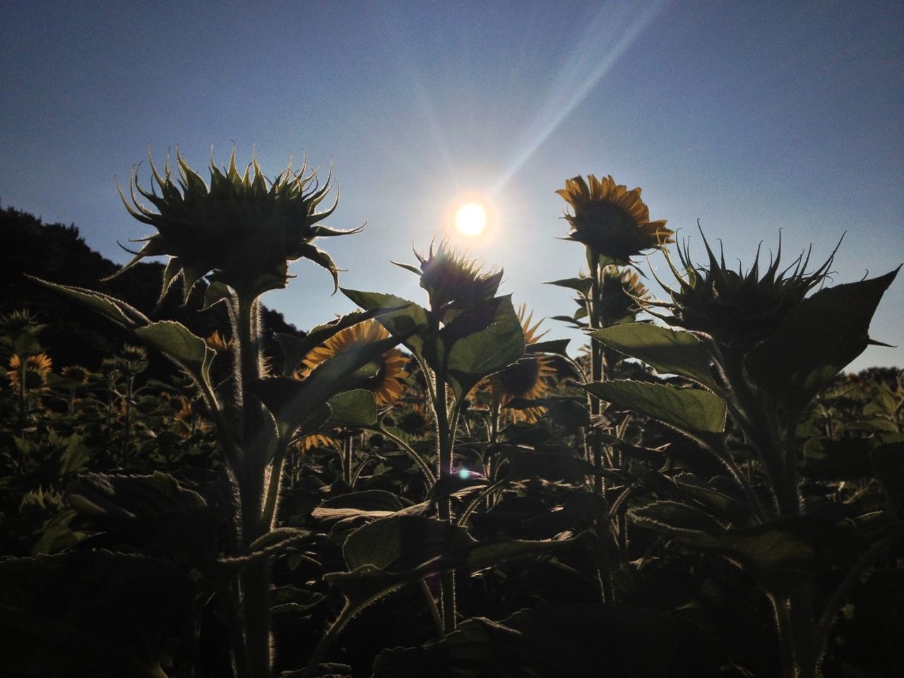 growth, sun, plant, sunlight, sunbeam, beauty in nature, nature, clear sky, lens flare, leaf, flower, tranquility, sky, freshness, field, sunset, growing, tranquil scene, silhouette, stem