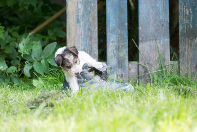 Dog in grass