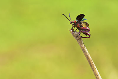 Close-up of insect on plant