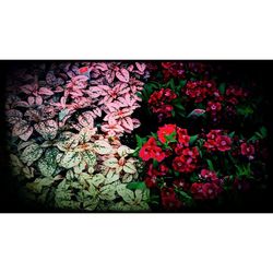 Close-up of red flowers