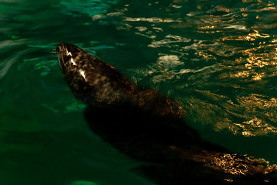 High angle view of turtle in sea