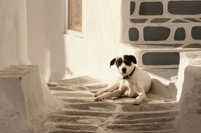 A cute jack russell terrier lying on the floor of an alleyway on the island of mykonos in greece.