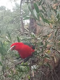 View of a bird on a tree