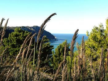 Scenic view of sea against clear sky