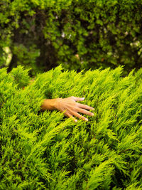 Close-up of grass in field