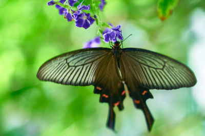 Close-up of butterfly pollinating on purple flower