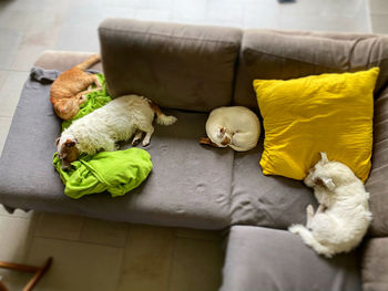 High angle view of vegetables on sofa at home