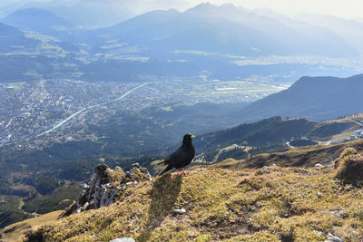 Bird perching on a mountain