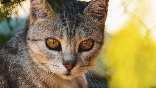 Close-up portrait of a cat