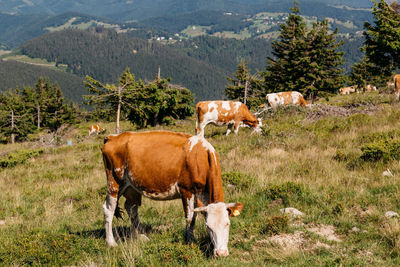 Cows in a field