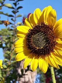 Close-up of sunflower