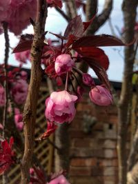 Close-up of pink cherry blossoms in spring