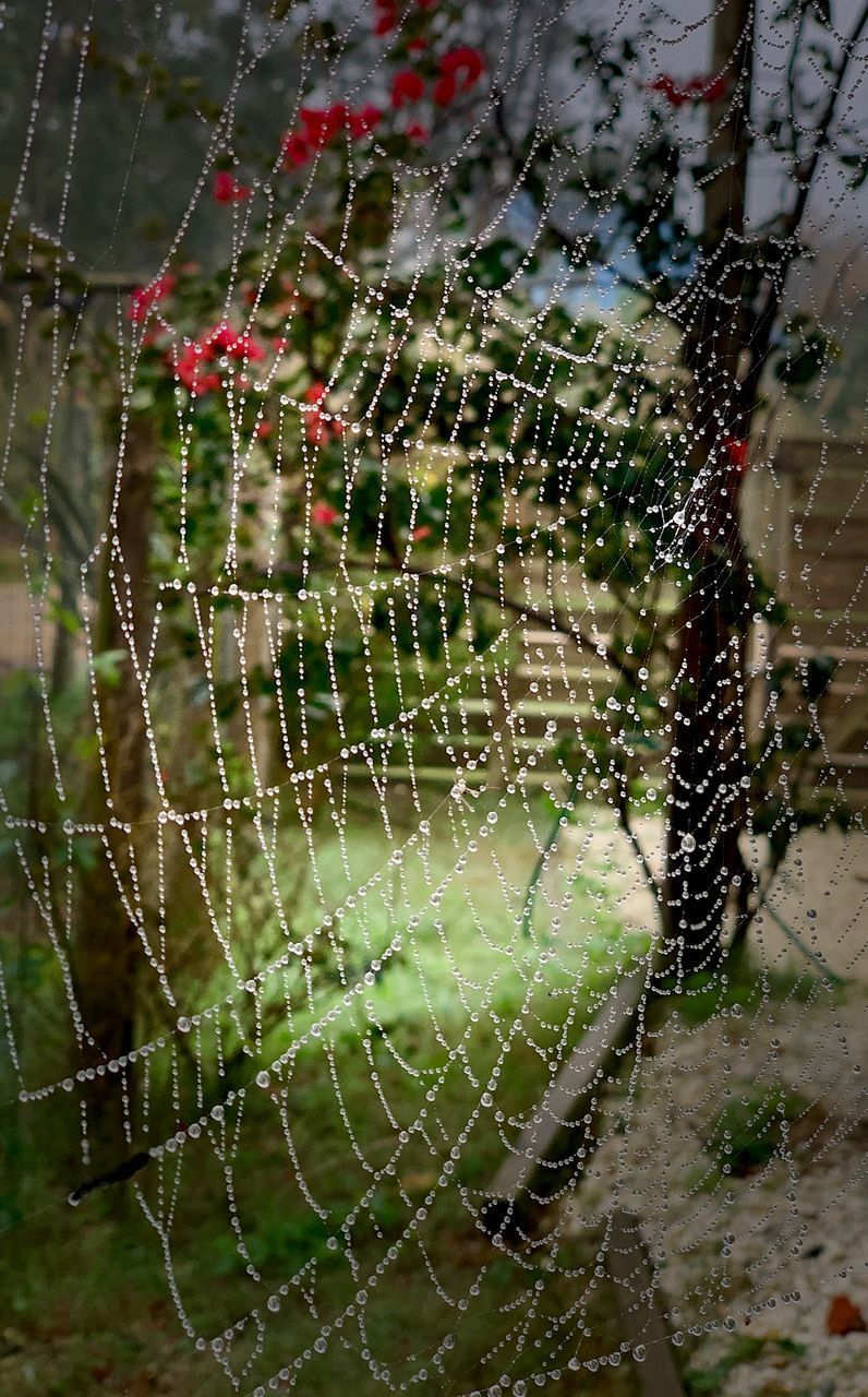 CLOSE-UP OF SPIDER WEB WITH DEW DROPS ON LEAF