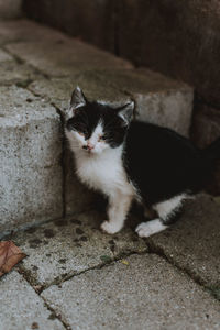 High angle portrait of cat sitting outdoors