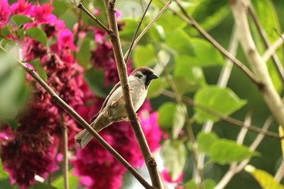 Close-up of bird perching on tree