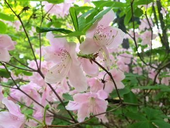 Close-up of pink flowering plant