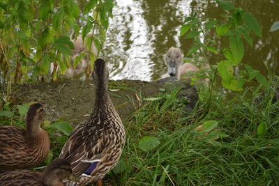 Birds in water amidst plants