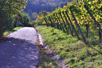 Road amidst trees and plants