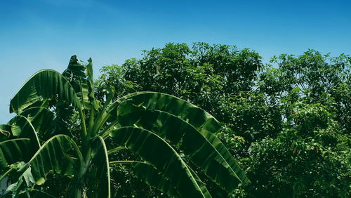 Low angle view of tall tree against clear sky