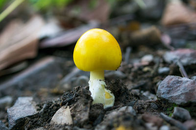 Close-up of yellow mushroom growing on land