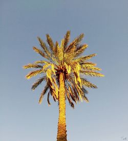 Low angle view of palm tree against clear blue sky