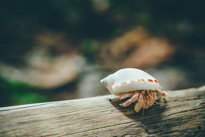 Hermit crab on the beach