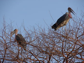 Low angle view of birds perching on bare tree against sky