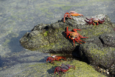 Close-up of crab on rock in sea