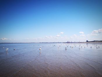 Birds flying over sea against blue sky