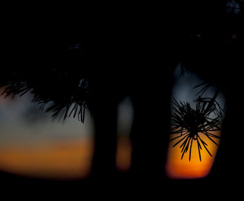 Low angle view of palm trees against sky