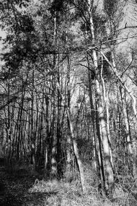 Trees growing in forest