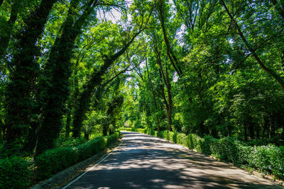 Footpath amidst trees in forest